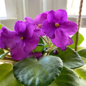 Meet your Posher, Lindsay h